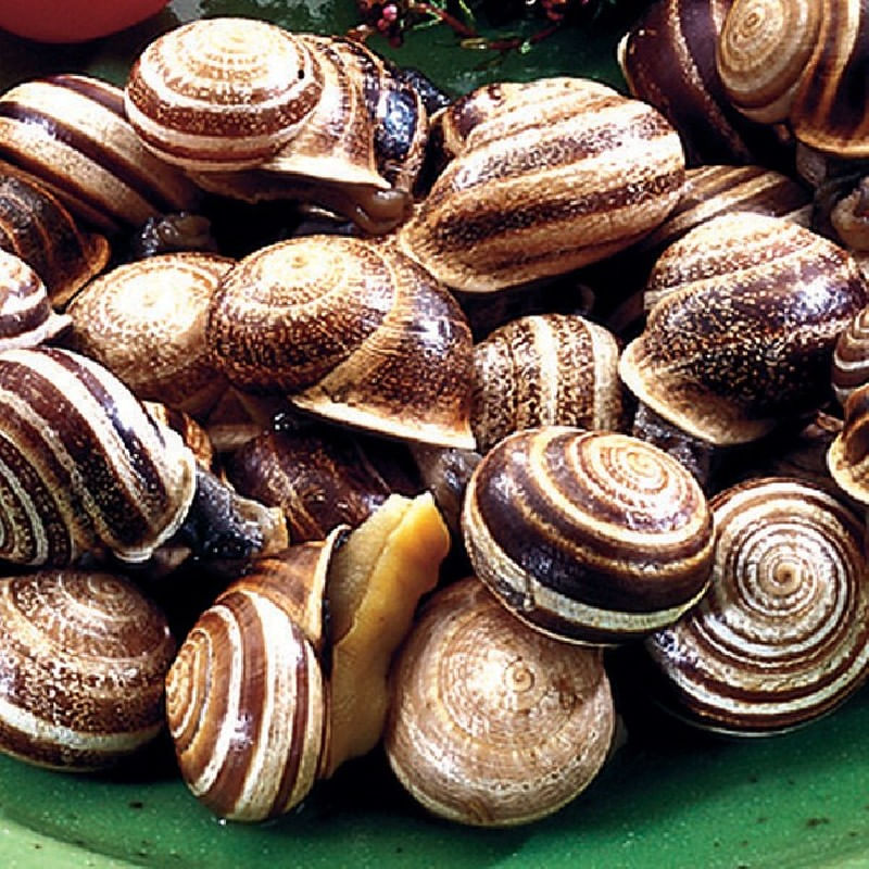 Caracol Bover Granel